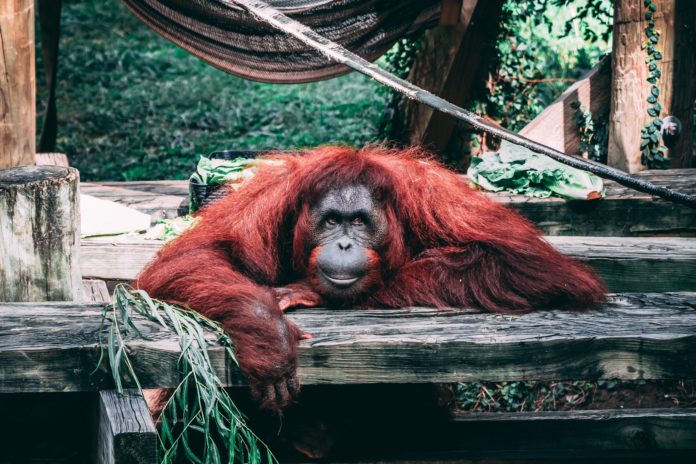 pexels-orangutan