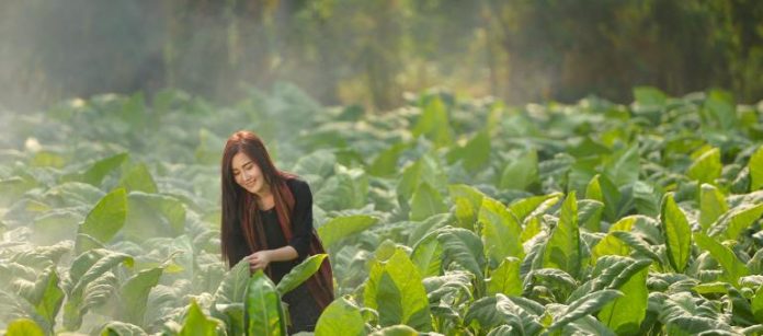 arbeiten-thailand