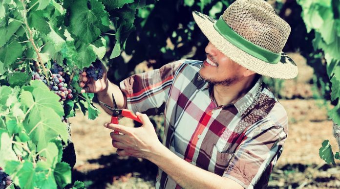 fruit-picking Erntehelfer als Work and Travel Job