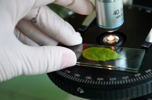 Auslandsjobs im Bereich der Naturwissenschaften