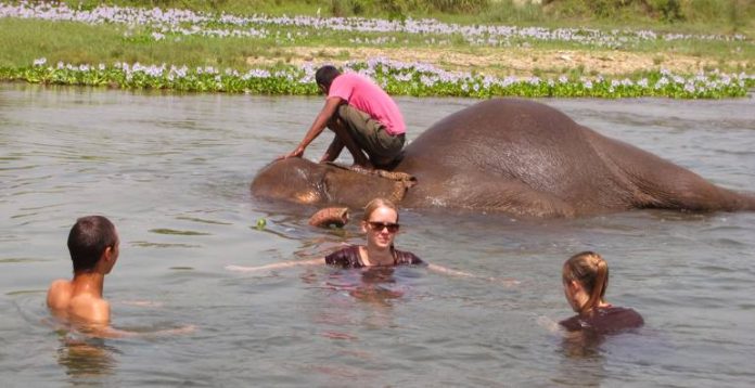 thailand-elefanten